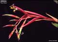 Billbergia 'Ivey Meyer'